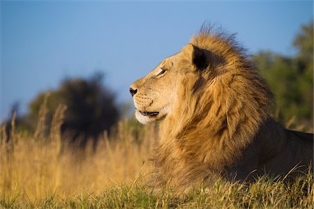 simsearch:614-09039002,k - Profile portrait of an African lion (Panthera leo) lying in the grass looking into the distance at Okavango Delta in Botswana, Africa Stock Photo - Premium Royalty-Free, Code: 600-08973248