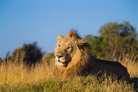 Portrait of an African lion (Panthera leo) lying in the grass at Okavango Delta in Botswana, Africa Photographie de stock - Premium Libres de Droits, Code: 600-08973249