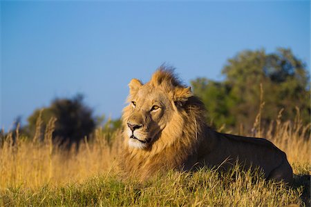 simsearch:600-08973264,k - Portrait of an African lion (Panthera leo) lying in the grass at Okavango Delta in Botswana, Africa Stock Photo - Premium Royalty-Free, Code: 600-08973249