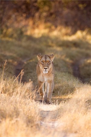 simsearch:614-08989795,k - Portrait of an African lioness (Panthera leo) walking through the grassland at the Okavango Delta in Botswana, Africa Photographie de stock - Premium Libres de Droits, Code: 600-08973240