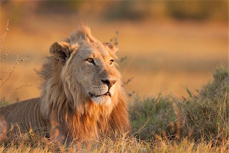 Portrait of an African lion (Panthera leo) laying in the grass at Okavango Delta in Botswana, Africa Stockbilder - Premium RF Lizenzfrei, Bildnummer: 600-08973241