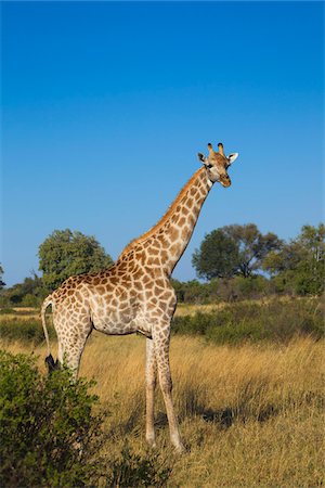 delta d'okavango - Portrait of a southern giraffe (Giraffa giraffa) standing in a grassy field looking at the camera at the Okavango Delta, Botswana, Africa Photographie de stock - Premium Libres de Droits, Code: 600-08973254