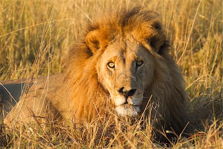 simsearch:614-03784233,k - Portrait of an African lion (Panthera leo) lying in the grass looking at the camera at the Okavango Delta in Botswana, Africa Foto de stock - Sin royalties Premium, Código: 600-08973259