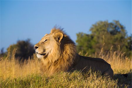 simsearch:614-03784233,k - Profile portrait of an African lion (Panthera leo) lying in the grass looking into the distance at Okavango Delta in Botswana, Africa Foto de stock - Sin royalties Premium, Código: 600-08973250