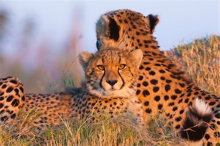 Portrait of Cheetahs (Acinonyx jubatus) looking at camera at the Okavango Delta in Botswana, Africa Stock Photo - Premium Royalty-Free, Code: 600-08973264