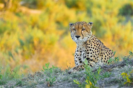 simsearch:614-03784233,k - Portait of a cheetah (Acinonyx jubatus) looking at the camera in the Okavango Delta in Botswana, Africa Foto de stock - Sin royalties Premium, Código: 600-08973268