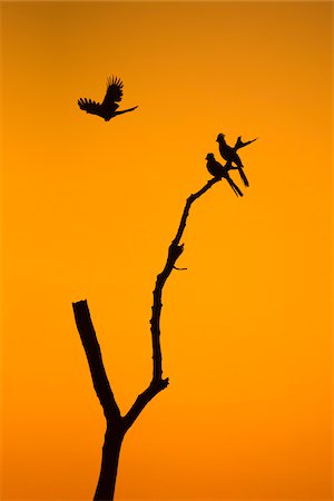 simsearch:878-07591138,k - Go-away-birds (Corythaixoides concolor) silhouetted against beautiful sunrise sky in Botswana, Africa. Photographie de stock - Premium Libres de Droits, Code: 600-08973262