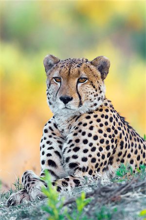 Portrait of a cheetah (Acinonyx jubatus) lying on the ground looking at the camera at the Okavango Delta in Botswana, Africa Stock Photo - Premium Royalty-Free, Code: 600-08973274
