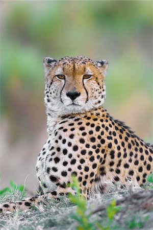 simsearch:600-08973264,k - Portrait of a cheetah (Acinonyx jubatus) lying on the ground looking at the camera at the Okavango Delta in Botswana, Africa Stock Photo - Premium Royalty-Free, Code: 600-08973275