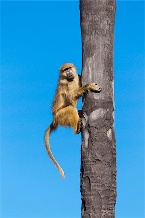 Chacma baboon (Papio ursinus) climbing a palm tree at the Okavango Delta in Botswana, Africa Fotografie stock - Premium Royalty-Free, Codice: 600-08973276