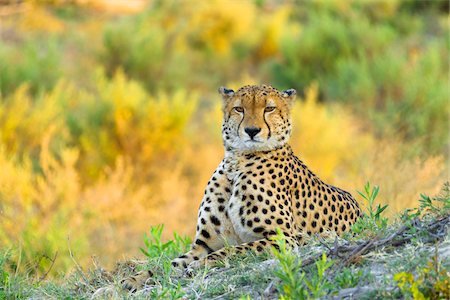 simsearch:600-09005413,k - Portrait of a cheetah (Acinonyx jubatus) looking at the camera at the Okavango Delta in Botswana, Africa Foto de stock - Sin royalties Premium, Código: 600-08973270