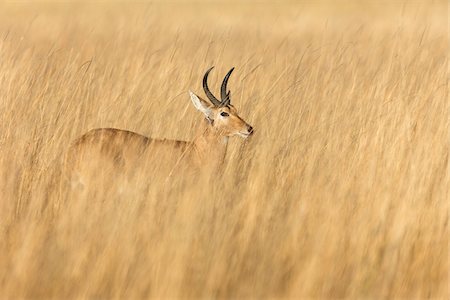 simsearch:600-09005413,k - Red lechwe (Kobus leche leche) standing in tall grass at the Okavango Delta in Botswana, Africa Foto de stock - Sin royalties Premium, Código: 600-08973284