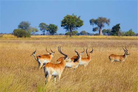 simsearch:873-06440525,k - Group of red lechwes (Kobus leche leche) standing in the grass at the Okavango Delta in Botswana, Africa Foto de stock - Sin royalties Premium, Código: 600-08973288