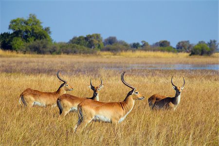 simsearch:873-06440523,k - Group of red lechwes (Kobus leche leche) standing in the grass at the Okavango Delta in Botswana, Africa Foto de stock - Sin royalties Premium, Código: 600-08973289