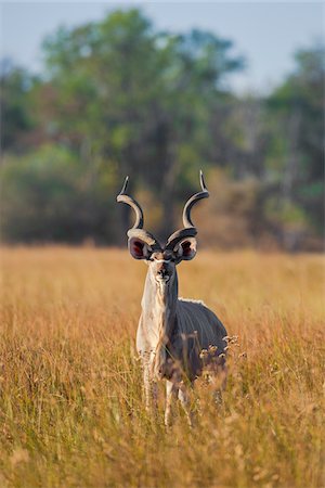 simsearch:6119-08211431,k - Portrait of a Greater Kudu (Tragelaphus strepsiceros) standing in the grass and looking at the camera in the Okavango Delta in Botswana, Africa Photographie de stock - Premium Libres de Droits, Code: 600-08973298