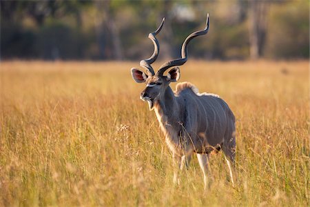 Greater Kudu (Tragelaphus strepsiceros) standing in the grass on the Okavango Delta in Botswana, Africa Stock Photo - Premium Royalty-Free, Code: 600-08973299