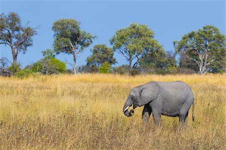 simsearch:6118-07439859,k - African elephant calf (Loxodonta africana) standing in the grasslands of the Okavango Delta in Botswana, Africa Foto de stock - Sin royalties Premium, Código: 600-08973290