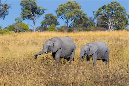 simsearch:600-09005417,k - African elephant and calf (Loxodonta africana) grazing in a grassy field at the Okavango Delta in Botswana, Africa Foto de stock - Sin royalties Premium, Código: 600-08973292