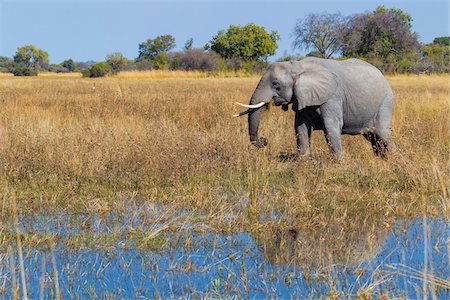 point d'eau - African elephant (Loxodonta africana) walking through the grass next to a watering hole at the Okavango Delta in Botswana, Africa Photographie de stock - Premium Libres de Droits, Code: 600-08973293