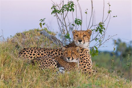 Portrait of cheetahs (Acinonyx jubatus), mother and young lying in the grass looking alert at the Okavango Delta in Botswana, Africa Stockbilder - Premium RF Lizenzfrei, Bildnummer: 600-08973304