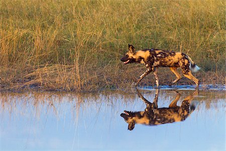 Wild dog (Lycaon pictus) walking in the grass next to a watering hole at the Okavango Delta in Botswana, Africa Foto de stock - Sin royalties Premium, Código: 600-08973301