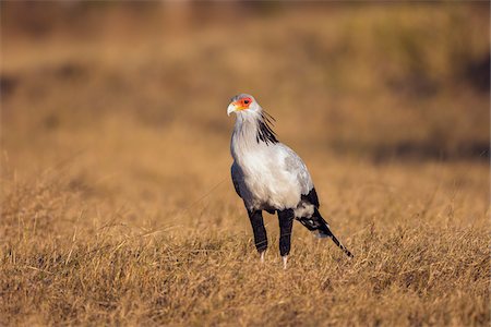 secretary bird - Portrait of a secretary bird (Sagittarius serpentarius) standing in a grassy field at the Okavango Delta in Botswana, Africa Stock Photo - Premium Royalty-Free, Code: 600-08973302