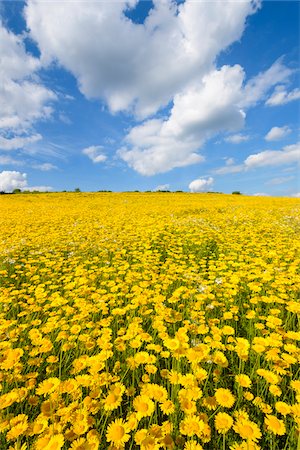 field of flowers - Field of Dyer's chamomile (Anthemis tinctoria) in summer at Guentersleben in Bavaria, Germany Stock Photo - Premium Royalty-Free, Code: 600-08973325