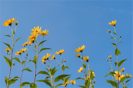 A row of Jerusalem artichokes with blossoms against a blue sky in Bavaria, Germany Stock Photo - Premium Royalty-Free, Code: 600-08973336