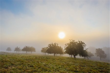 simsearch:700-08225286,k - Countryside with apple trees in fields and the sun glowing through the morning mist in the community of Grossheubach in Bavaria, Germany Stock Photo - Premium Royalty-Free, Code: 600-08973356