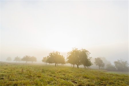 Countryside with apple trees in fields and the sun glowing through the morning mist in the community of Grossheubach in Bavaria, Germany Stock Photo - Premium Royalty-Free, Code: 600-08973357