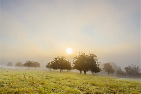 Countryside with apple trees in fields and the sun glowing through the morning mist in the community of Grossheubach in Bavaria, Germany Foto de stock - Sin royalties Premium, Código: 600-08973358