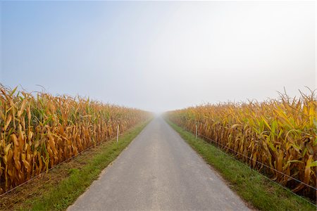 Field road through cornfield with morning mist in autumn in te community of Grossheubach in Bavaria, Germany Foto de stock - Sin royalties Premium, Código: 600-08973359