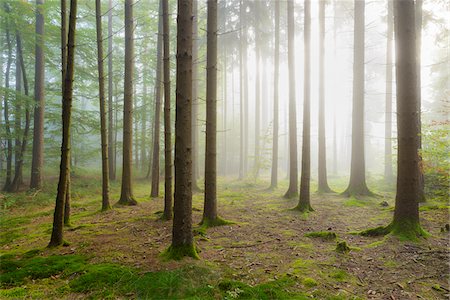 forest bathing - Sun shining through the morning haze in a coniferous forest in the Odenwald hills in Hesse, Germany Stock Photo - Premium Royalty-Free, Code: 600-08973367