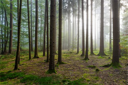 simsearch:600-09022371,k - Sun shining through the morning haze in a coniferous forest in the Odenwald hills in Hesse, Germany Stock Photo - Premium Royalty-Free, Code: 600-08973368