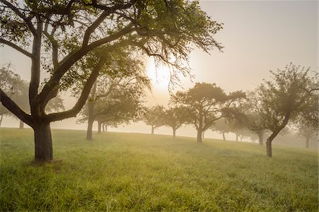 simsearch:600-08578863,k - Silhouette of appel trees in a field with the sun shining through the morning mist in the village of Schmachtenberg in Bavaria, Germany Stock Photo - Premium Royalty-Free, Code: 600-08973361