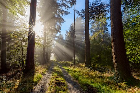 simsearch:600-09013777,k - Forest path with morning mist and sun beams in the Odenwald hills in Hesse, Germany Foto de stock - Sin royalties Premium, Código: 600-08973375