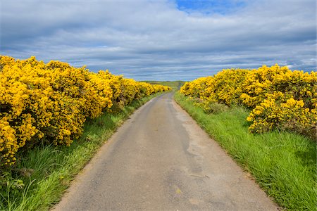 Road through countryside in springtime lined with common gorse in Scotland, United Kingdom Stock Photo - Premium Royalty-Free, Code: 600-08973401