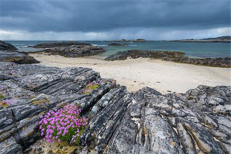 simsearch:851-02963940,k - Scottish coast with dark cloudy sky and Sea Pink flowers (Armeria maritima) growing along the rocky shoreline in spring at Mallaig in Scotland, United Kingdom Photographie de stock - Premium Libres de Droits, Code: 600-08973466