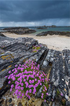 Scottish coast with dark cloudy sky and Sea Pink flowers (Armeria maritima) growing along the rocky shoreline in spring at Mallaig in Scotland, United Kingdom Foto de stock - Sin royalties Premium, Código: 600-08973467