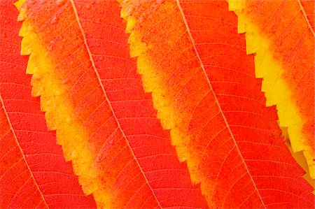 Close-up of autumn leaves of a Staghorn Sumac - Vinegar Tree (Rhus typhina) in Bavaria, Germany, Europe Stockbilder - Premium RF Lizenzfrei, Bildnummer: 600-08986168