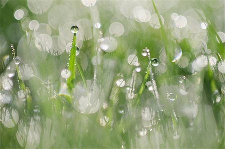 Close-up of dew on grass in Bavaria, Germany Photographie de stock - Premium Libres de Droits, Code: 600-08986195