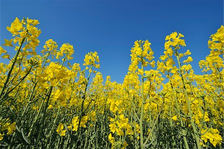 stalk (main axis of plant) - Low angle of canoola (Brassica napus) flowers in field against a clear blue sky in Bavaria, Germany Stock Photo - Premium Royalty-Free, Code: 600-08986198