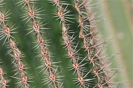 prickly plants - Close-up of thorns of the cardon cactus (Pachycereus Pringlei) in the Botanical Gardens, Mexico Stock Photo - Premium Royalty-Free, Code: 600-08986190