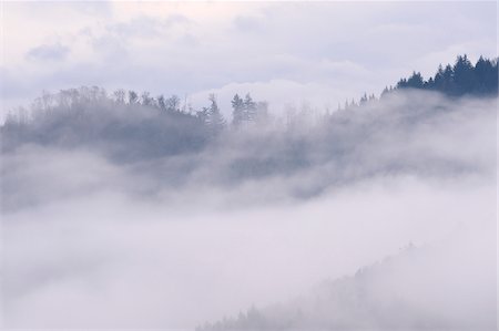 simsearch:600-06009081,k - Forest trees standing out of the fog in the valley of the Black Forest in Baden-Wurttemberg, Germany Stock Photo - Premium Royalty-Free, Code: 600-08986193