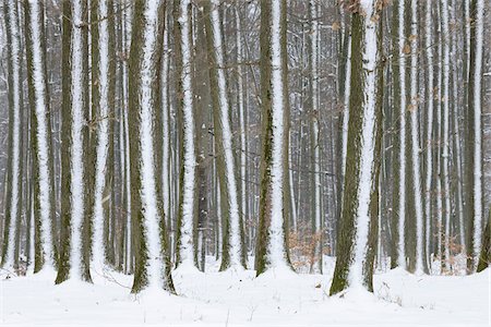 Snow covered tree trunks in forest in winter in Franconia, Bavaria, Germany Stock Photo - Premium Royalty-Free, Code: 600-08986202