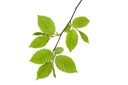 simsearch:600-02943379,k - Branch of European Hornbeam (Carpinus betulus) with fresh foliage in spring on a white background, Germany Foto de stock - Royalty Free Premium, Número: 600-08986215