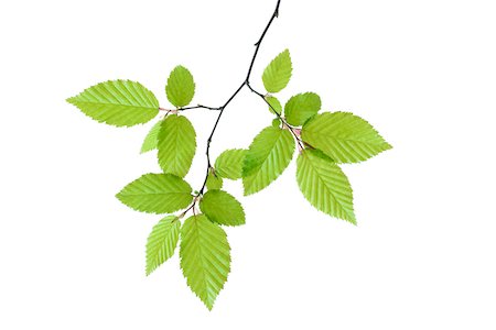 simsearch:600-00846544,k - European Hornbeam (Carpinus betulus) with fresh foliage in spring on a white background, Germany Stock Photo - Premium Royalty-Free, Code: 600-08986217