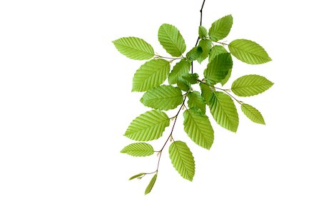 simsearch:600-08002280,k - Branch of European Hornbeam (Carpinus betulus) with fresh foliage in spring on a white background, Germany Stock Photo - Premium Royalty-Free, Code: 600-08986218