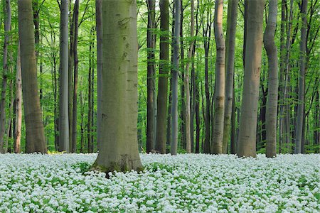 paseo por el bosque - Ground cover of ramsons (Allium ursinum) in a beech tree (fagus sylvatica) forest in spring in the Hainich National Park in Thuringia, Germany Foto de stock - Sin royalties Premium, Código: 600-08986211