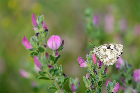 simsearch:841-06345492,k - Marbled White (Melanargia galathea) perched on a spiny restharrow (Ononis spinosa) in Bavaria, Germany Photographie de stock - Premium Libres de Droits, Code: 600-08986224